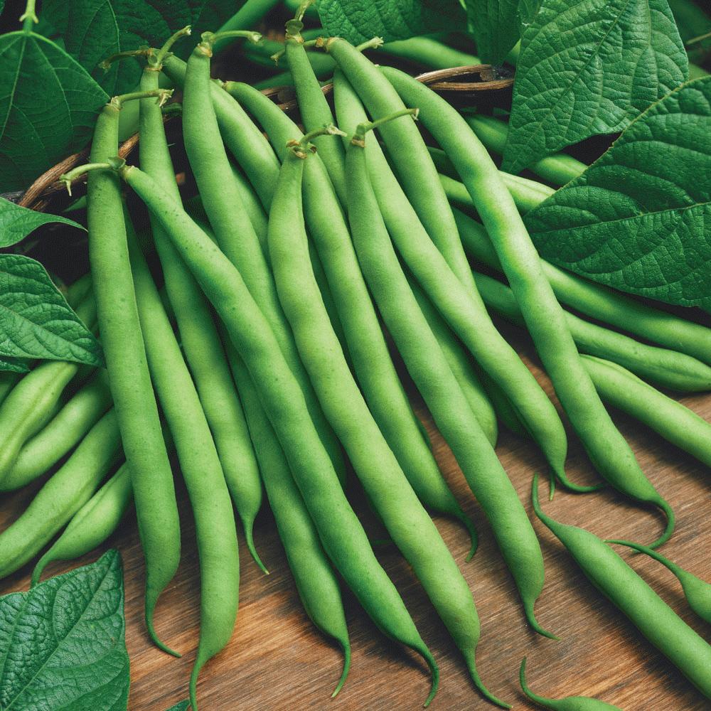 Blue Lake Bush Bean