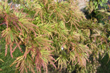 10 Upright GREEN LACELEAF MAPLE Japanese Seiryu Acer Palmatum Dissectum Viridis Tree Seeds