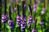 500 Purple HOARY VERVAIN Verbena Stricta Flower Seeds