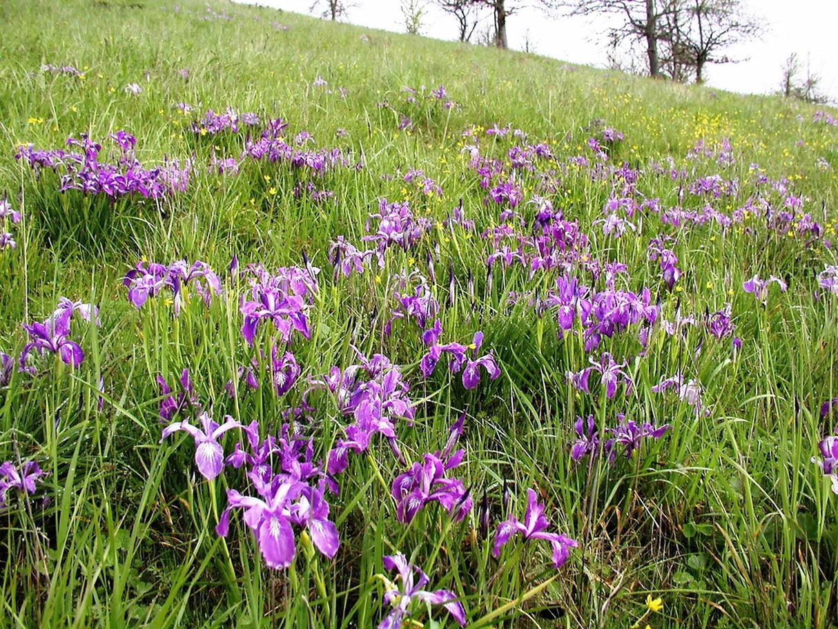 20 Blue & Purple OREGON IRIS ( Tough-Leaf Iris ) Iris Tenax Flower Seeds