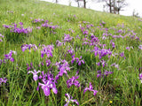 20 Blue & Purple OREGON IRIS ( Tough-Leaf Iris ) Iris Tenax Flower Seeds