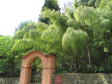 10 MEXICAN WEEPING BAMBOO Otatea Acuminata Rare Seeds