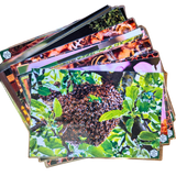 Educational Beekeeping Cards