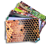 Educational Beekeeping Cards