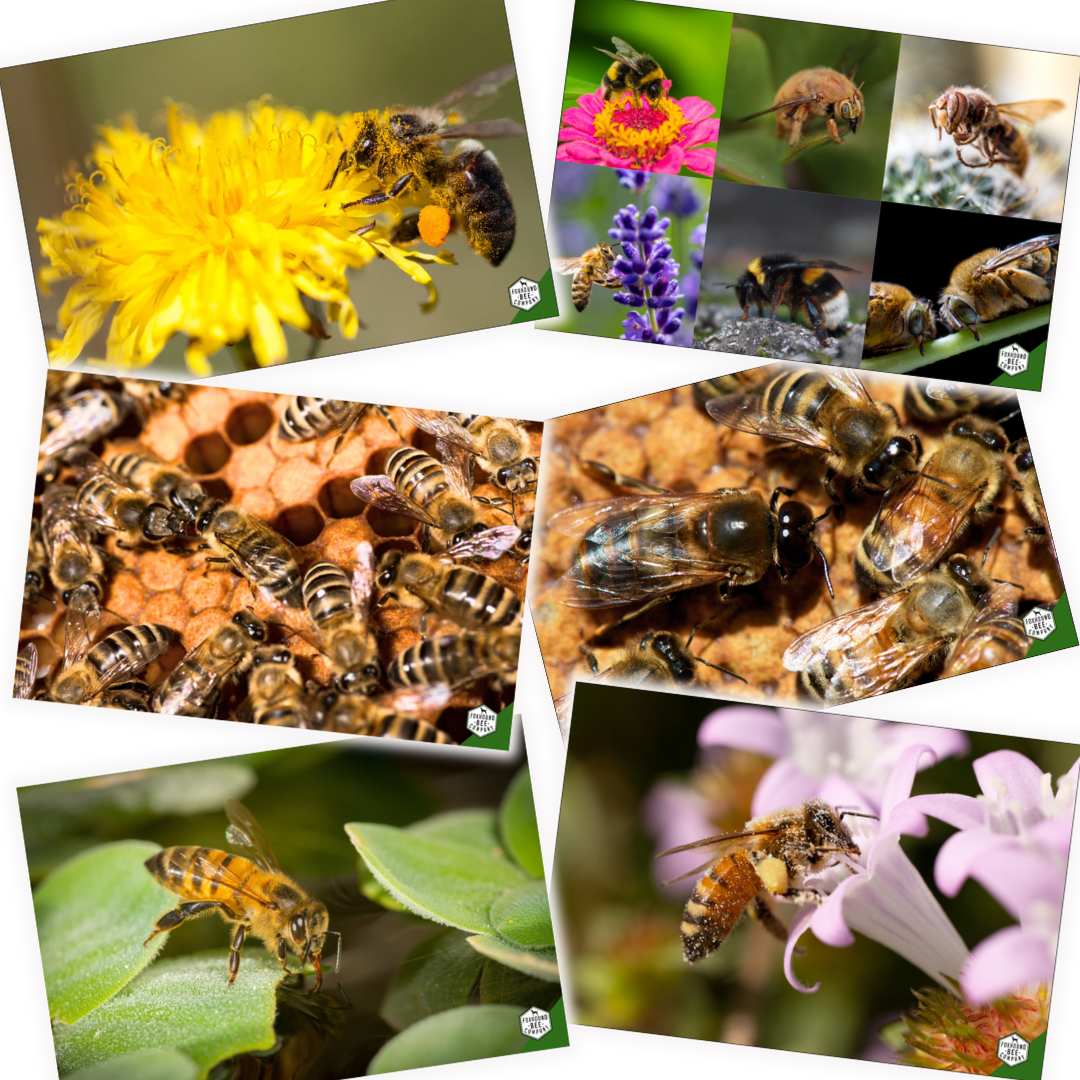 Educational Beekeeping Cards