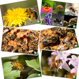Educational Beekeeping Cards