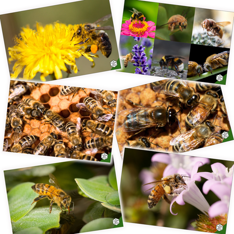 Educational Beekeeping Cards