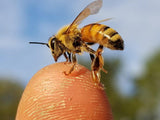 Bee School - One Day Class
