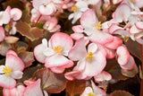 25 WAX MIXED BEGONIA Semperflorens Fibrous Mixed Colors Red Pink White Two Tone Shade Flower Seeds