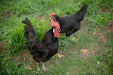 American Bresse Chicks - Assorted Colors - Buy 10 + 5 Bonus Free (Unsexed, Shipping Included)