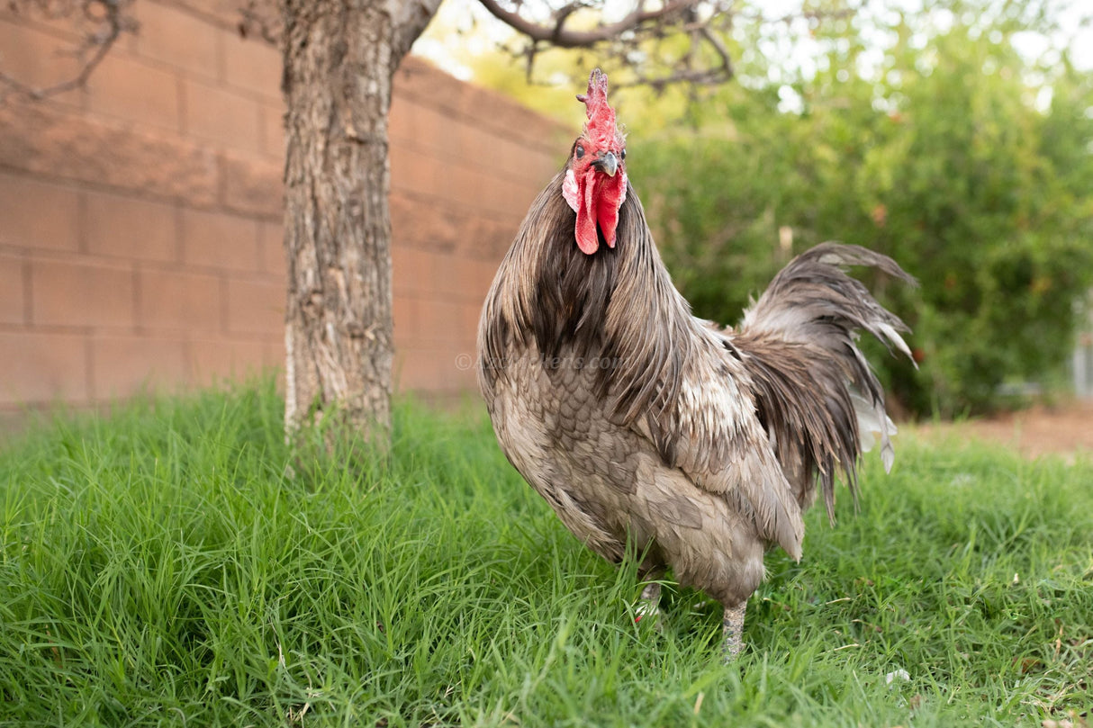 Blue American Bresse Chicks - Buy 10 + 5 Bonus Free (Unsexed, Shipping Included)