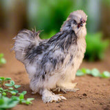 Silkie Chicks – Buy 6 + 3 Bonus Free (9 Unsexed, Mixed Colors, Shipping Included)