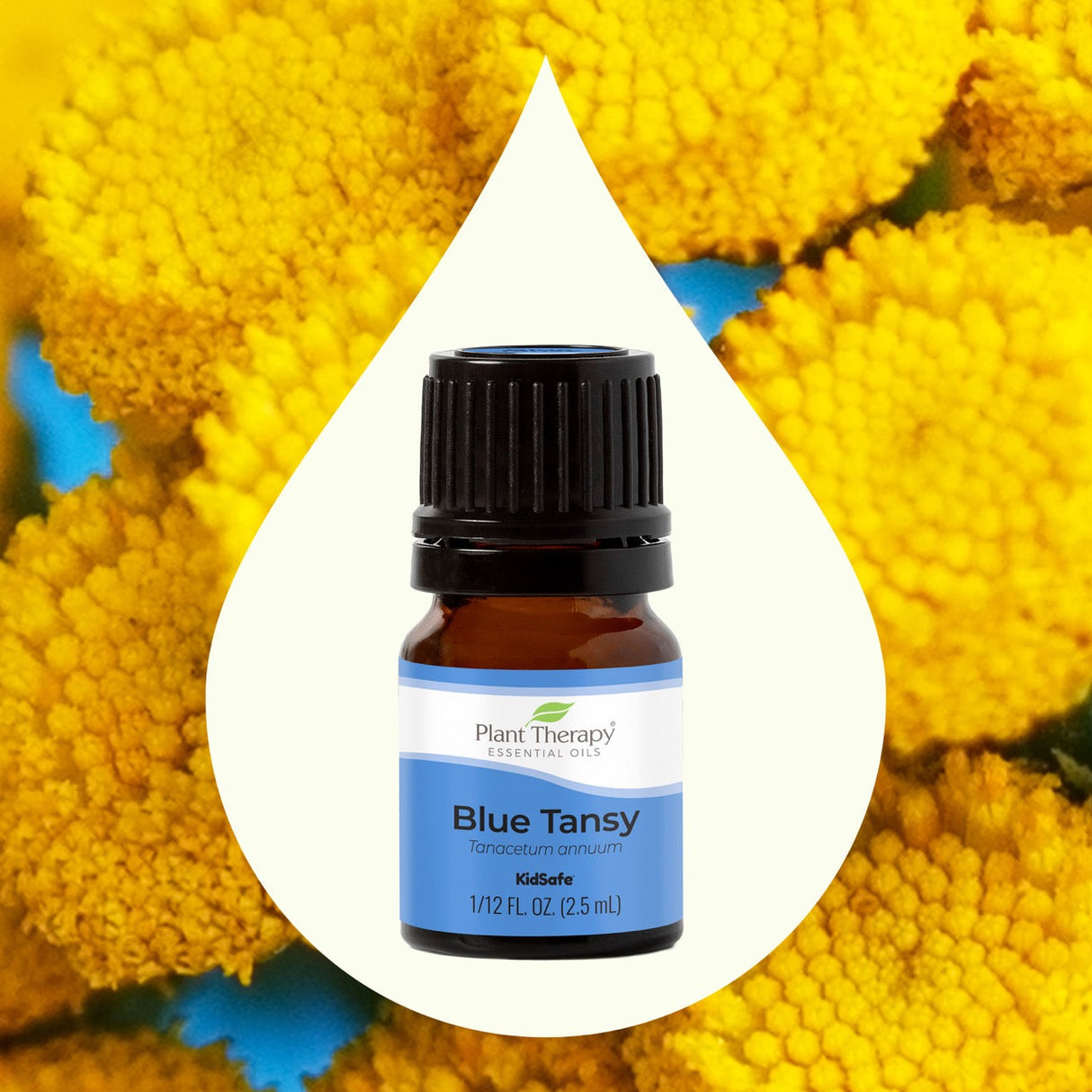 Blue Tansy Essential Oil