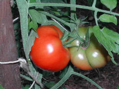 Brandywine OTV Tomato