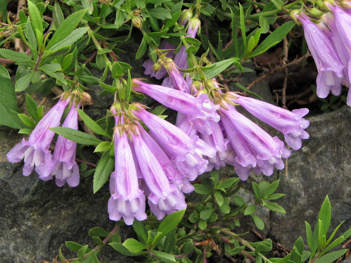 50 ALPINE PENSTEMON Davidsonii Davidson's Beardtongue Purple Flower Seeds