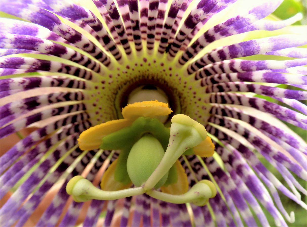 10 SWEET GRANADILLA Yellow Passionfruit Grenadia Sugar Fruit Passiflora Ligularis Huge Purple & White Flower Yellow Orange Fruit Vine Seeds