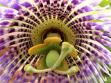 10 SWEET GRANADILLA Yellow Passionfruit Grenadia Sugar Fruit Passiflora Ligularis Huge Purple & White Flower Yellow Orange Fruit Vine Seeds