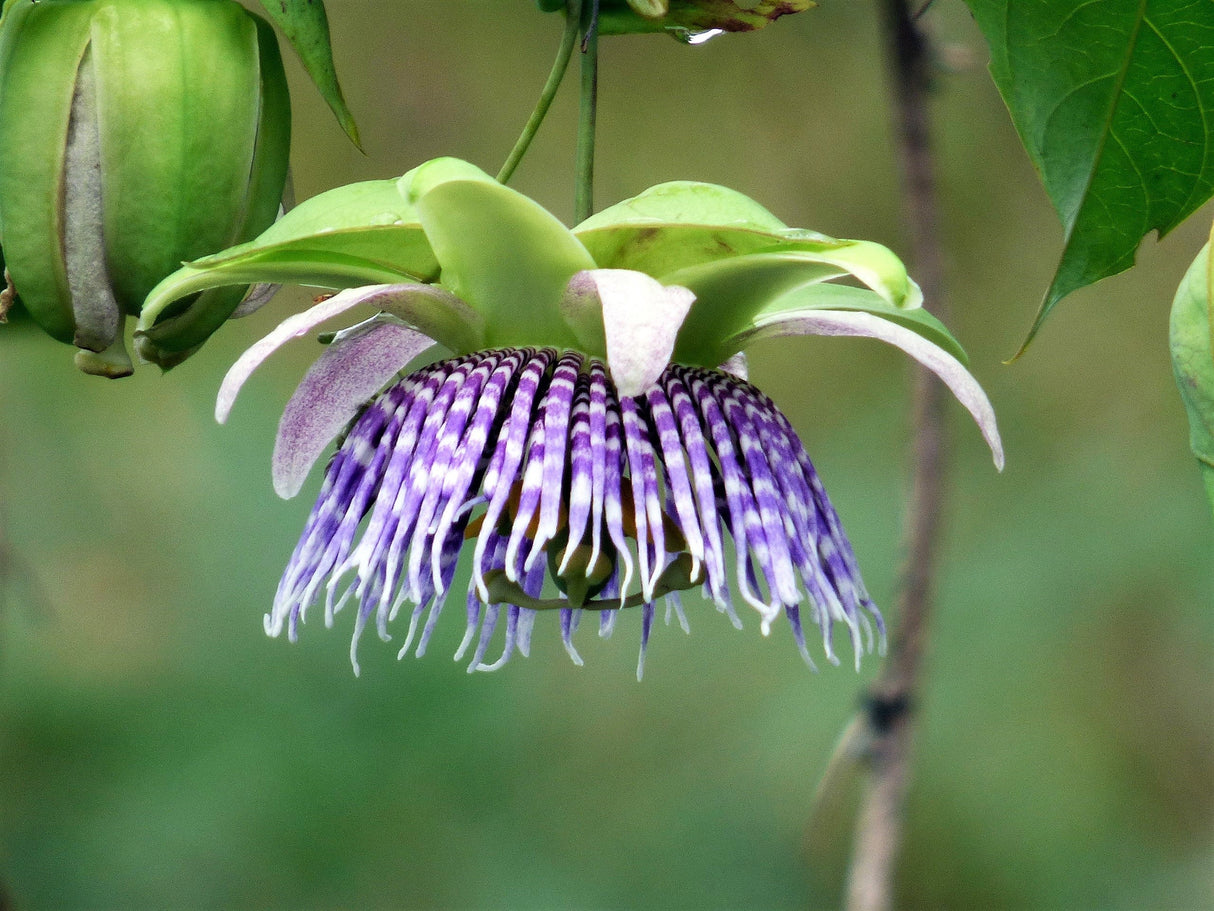 10 SWEET GRANADILLA Yellow Passionfruit Grenadia Sugar Fruit Passiflora Ligularis Huge Purple & White Flower Yellow Orange Fruit Vine Seeds