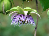 10 SWEET GRANADILLA Yellow Passionfruit Grenadia Sugar Fruit Passiflora Ligularis Huge Purple & White Flower Yellow Orange Fruit Vine Seeds