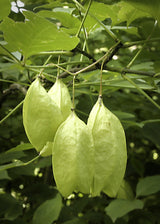5 AMERICAN BLADDERNUT Tree Staphylea Trifolia Shrub Green Pod White Flower Seeds