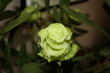5 GREEN ROSE Rosa Bush Shrub Perennial Flower Seeds