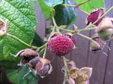 20 PURPLE FLOWERING RASPBERRY Thornless Edible Rubus Odoratus Fruit Berry Seeds