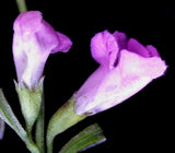 100 FALSE PURPLE FOXGLOVE Rose Gerardia Wetland Agalinis Purpurea Flower Seeds