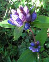 200 BOTTLE GENTIAN (Closed or Blind Gentian / Cloistered Heart) Gentiana Andrewsii Flower Seeds