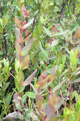 50 Marsh SAINT JOHN'S WORT Hypericum Virginicum Pink Mauve Flower Seeds