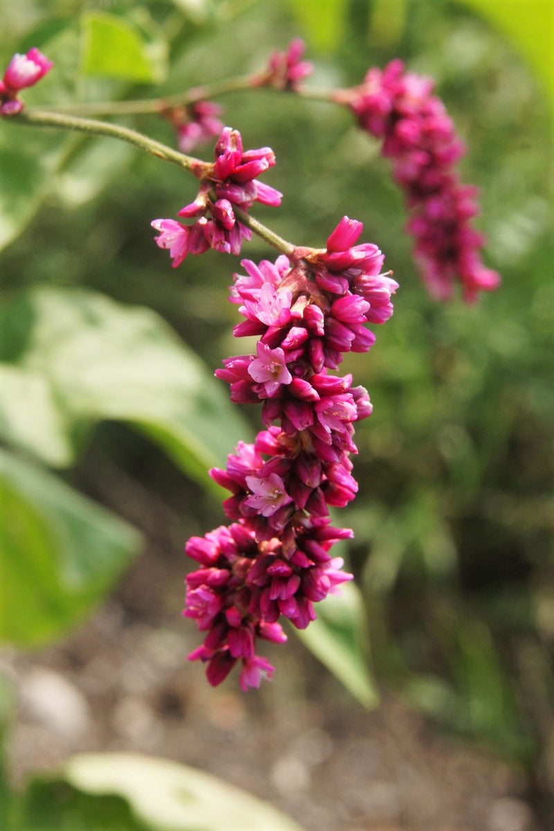10 KISS ME OVER THE GARDEN GATE Princess Feather Polygonum Orientale Persicaria Orientalis Magenta Pink Flower Herb Seeds