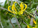 10 YELLOW GLORIOSA LILY Flame Lily Gloriosa Lutea Flower Vine Seeds