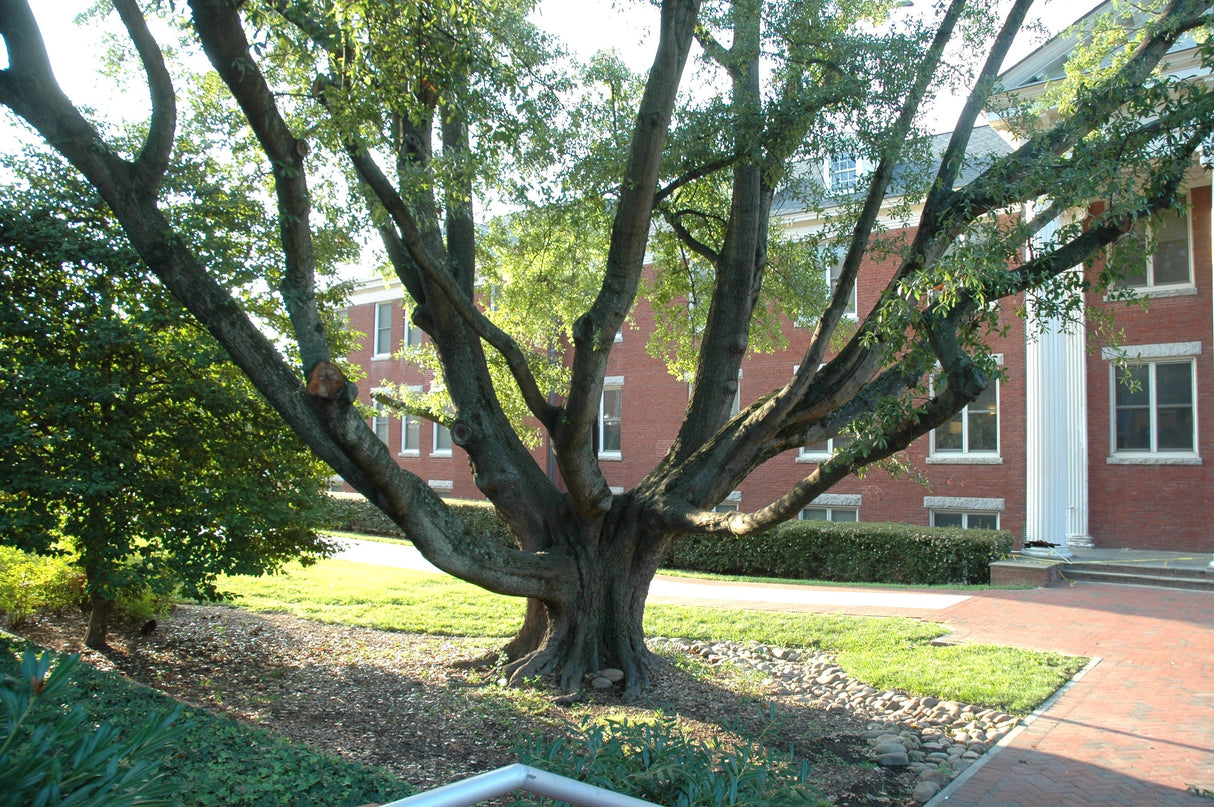 5 LAUREL OAK TREE Quercus Hemisphaerica Native aka Darlington Coastal & Sand Laurel Oak Seeds