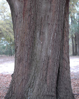 5 LAUREL OAK TREE Quercus Hemisphaerica Native aka Darlington Coastal & Sand Laurel Oak Seeds