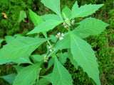 20 WATER HOREHOUND Lycopus Americanus American Bugleweed Herb Flower Seeds