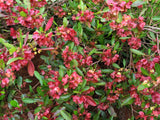 40 Mixed Colors FLORIDA HOPBUSH Dodonaea Viscosa Hawaiian Hopseed Flower Shrub Seeds