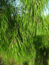 10 MEXICAN WEEPING BAMBOO Otatea Acuminata Rare Seeds