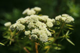20 WHITE WORLED (Horesetail) MILKWEED Asclepias Verticillata Flower Seeds
