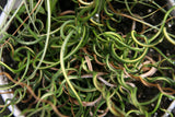 10 CORKSCREW RUSH Spiral Grass Juncus Effusus Spiralis Wetland Pond Seeds