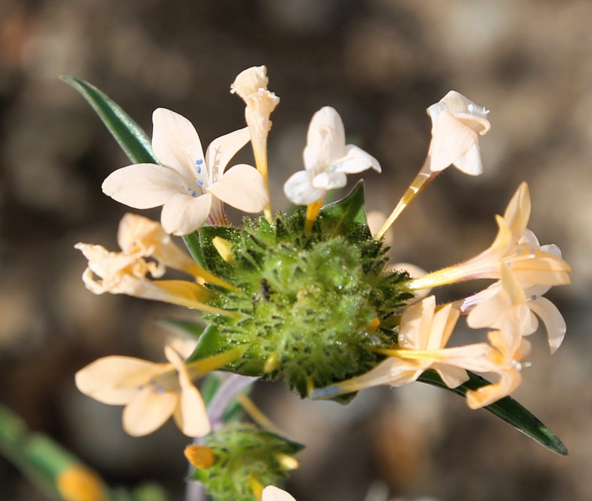 100 LARGE FLOWERED PHLOX Collomia Grandiflora Flower Seeds