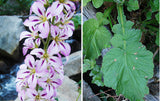 100 BRIDAL WREATH White & Pink Francoa Appendiculata Flower Seeds for Part Shade