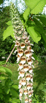 200 GRECIAN FOXGLOVE Wooly Digitalis Lanata Hummingbird White Yellow Purple Brown Flower Seeds