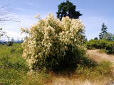 100 White OCEANSPRAY Shrub Creambush Mountain Spray Holodiscus Flower Seeds