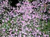 100 Mixed Colors FAIRY PRIMROSE Primula Malacoides Red Pink Purple White Baby Primrose Shade Houseplant Flower Seeds