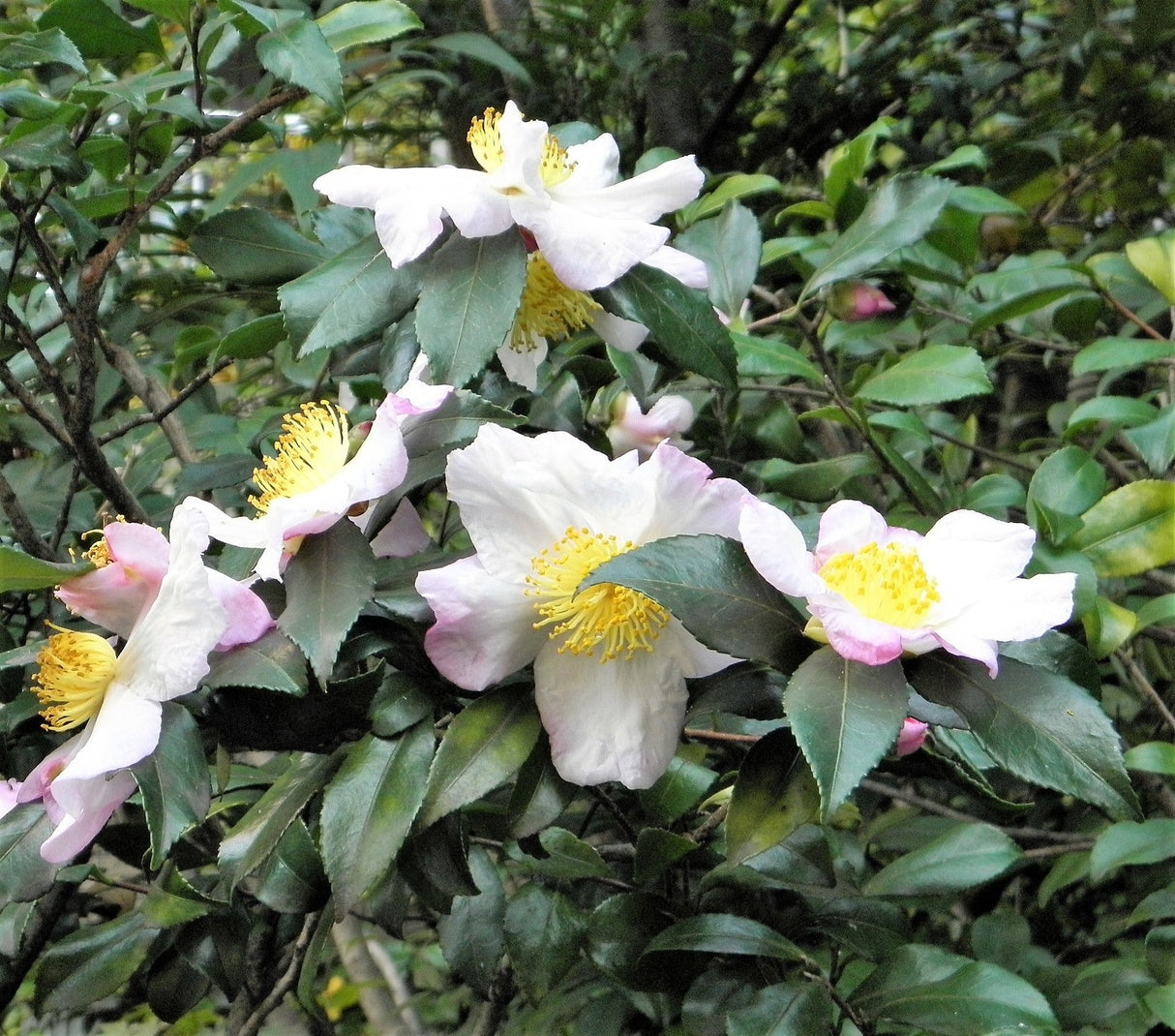 1 Lb Bulk TEA PLANT Black & Green Drinking Tea Camellia Sinensis Tree Shrub Herb Flower - Approx 385 Seeds