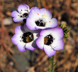 1000 BIRDS EYES Gilia Tricolor Lavender White Native Fragrant Hummingbird Flower Seeds