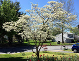 10 American WHITE FLOWERING DOGWOOD Small Tree Cornus Florida Seeds