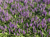 5 LILYTURF Liriope Muscari aka Big Blue Lily Turf / Monkey Grass Flower Seeds
