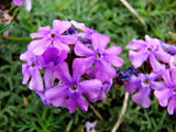 500 Purple HARDY MOSS VERBENA Tenuisecta Fragrant Flower Seeds