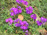500 Purple HARDY MOSS VERBENA Tenuisecta Fragrant Flower Seeds