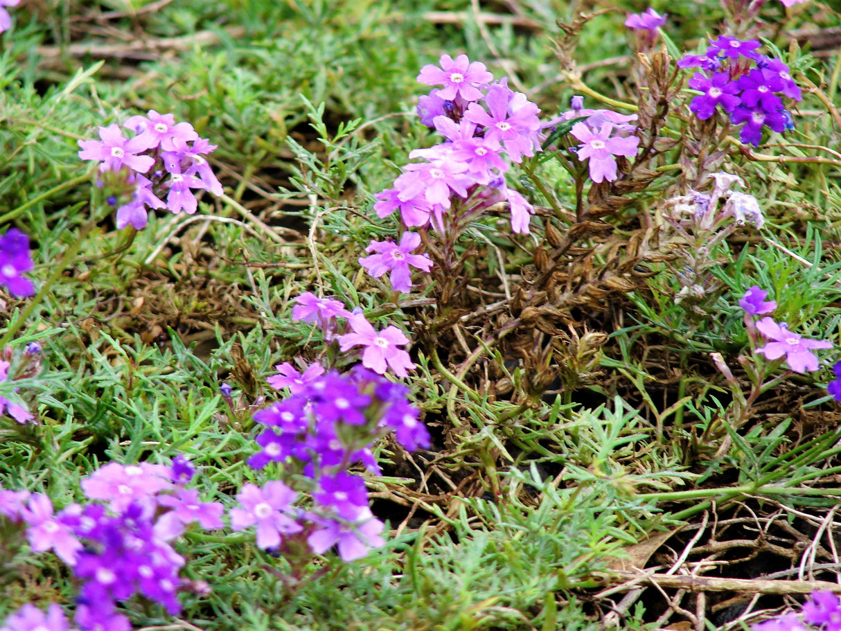 500 Purple HARDY MOSS VERBENA Tenuisecta Fragrant Flower Seeds